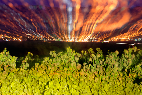 The city lights of Gonzales streak across the night sky with Chardonnay vines lit up by headlights. 