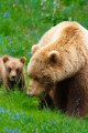 Mother grizzly bear and her cub eating grass.