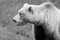 Black and white profile portrait of a blonde grizzly bear.