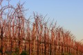 Unpruned leafless red grapevines line up against a pale blue sky.