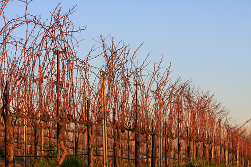 The rust red wild grape vines of winter line the River Road Wine Trail. This collection of more than 100 photos celebrates life on the vine in the SLH from January to December. 