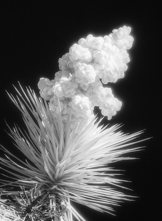 The blossoming of a Joshua tree is an explosion happening over days rather than milliseconds. This blossom reminded me of a cumulus cloud forming before a storm, but even a cloud explodes faster than a Joshua tree. I set up this shot similar to Marina Lily Fire from my second portfolio: infrared film for a hot glow and black sky. I also like the textural contrast between the pillowy and spiked parts of the flower. 