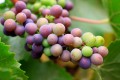 Pinot Noir grapes of different colors ripen on the vine.