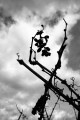 Silhouetted barren grape vines reach up to a cloudy sky with a cluster of dried grapes that never dropped.