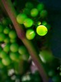 Clusters of green Chardonnay grapes with a single grape illuminated by sunlight.