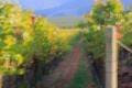 Looking down a vineyard row that looks like a painting.