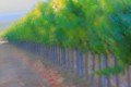 Photo of a vineyard that looks like a Monet painting.