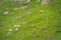 3 Dall sheep climb a green mountainside dotted with yellow flowers.
