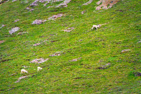 A variety of wildlife inhabit this 6 million acre park and preserve. Protecting these unique Dall sheep is the primary reason the park was created more than 100 years ago. 