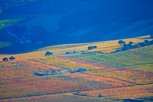 Flying above the autumn-colored vineyards of the River Road Wine Trail in the Salinas Valley at the base of the Santa Lucia Mountains. 