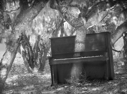 Oak tree growing up through a piano in an oak forest.