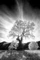 Glowing oak tree with sun and clouds behind it.