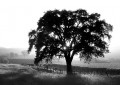 Silhouette of a huge oak tree in front of a vineyard at sunset.