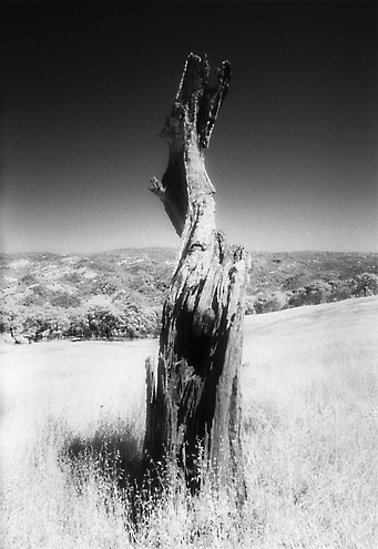 The source of the Pajaro River is high up in the Diablo Mountains, arid and dry in the summer heat. This burnt twisted tree trunk stands as a monument to the failure of public and private interests to cooperate over river issues. 