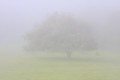 Oak tree obscured by fog.