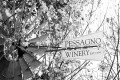 Windmill with “Pessagno Winery” printed on the tail.