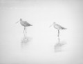 2 seabirds photographed in a painterly style with their reflections off wet sand.