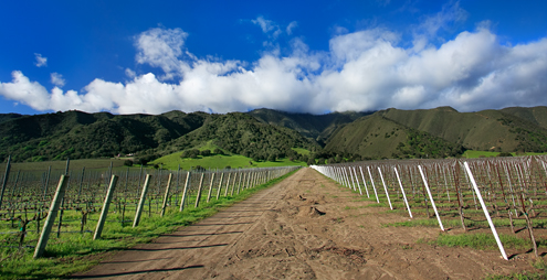 Storms rolling in over the Santa Lucia Mountains and up the Salinas valley from the Monterey Bay green up the landscape at the Lucia Highlands Vineyard and estancia Stonewall Vineyard. 
