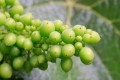 Green wine grapes ripen on the vine.
