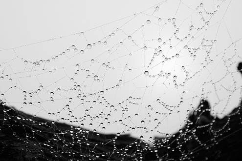 Hundreds of water droplets from morning dew backlit by the sun stretch out across a spider web like constellations. This collection of more than 100 photos from the Santa Lucia Highlands AVA celebrates life on the vine from January to December. 