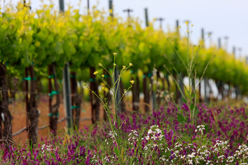 Wildflowers fill the space between the vineyard rows along the River Road Wine Trail during the spring. 