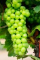 A cluster of green Chardonnay grapes ripen on the vine.