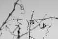 Barren grapevine forms the shape of a cross in black and white.