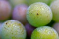 Close up of green and purple grapes sprinkled with morning dew.