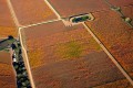 Aerial photo of vineyards with autumn colors.