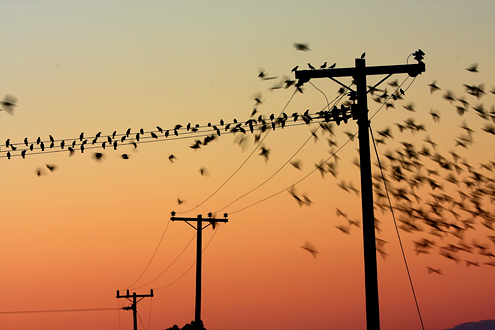 A swarm of blackbirds in a continuous cycle of landing and taking off from power lines at sunset. This collection of more than 100 photos from the heart of Steinbeck Country celebrates life on the vine from January to December. 