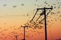 Silhouette of power lines and birds swarming around and sitting on them at sunset.
