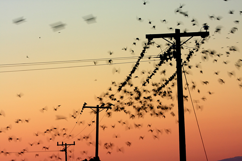A swarm of blackbirds in a continuous cycle of taking off and landing on power lines at sunset. This collection of more than 100 photos from Monterey County wine country celebrates life on the vine from January to December. 