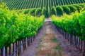 Green vineyard rows.