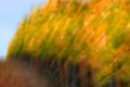Blurry photo of a autumn-colored vineyard exploding with paint strokes.