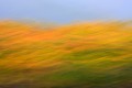 Blurry photo of a autumn-colored vineyard racing by.