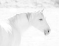 Portrait of a white horse against a white background.