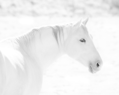 Shooting in the infrared spectrum is great for high key white-on-white compositions. I love the very mellow expression on the horse’s face—so peaceful and yet he looks like he could go nuts at any moment. 