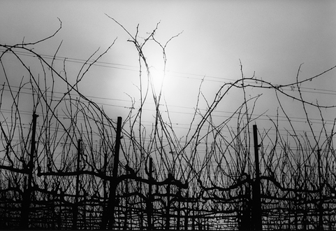 The fractal patterns found in seamlessly endless rows of naked vines mesmerize me. I can stare at a spot, then take 10 steps in either direction and find something completely different. I shot this while wine tasting at the historic Burrell School. The vines, to me, are confused souls finding no warmth from an obvious source, pleading for the return of the sun’s warmth on a hazy cold gray day. 