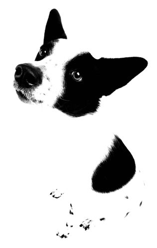 From a series of portraits of my 2 black and white dogs, Spot and Spec, hence the title, B.W. Spot. These were shot in my studio on all white and black backdrops flooded with soft box light. This was her first time in the studio as a puppy and she’s not quite sure what’s going on. 