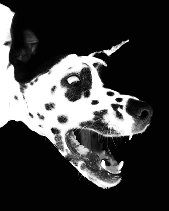 From a series of portraits of my 2 black and white dogs, Spot and Spec, hence the title, B.W. Spot. These were shot in my studio on all white and black backdrops flooded with soft box light. B.W. is lunging for a tennis ball just out of frame. 