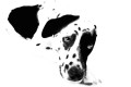 High contrast photo of a black & white spotted dog on a white background.
