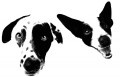 2 black and white spotted dogs faces on white background.