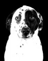 High contrast photo of a black & white spotted dog on a black background.