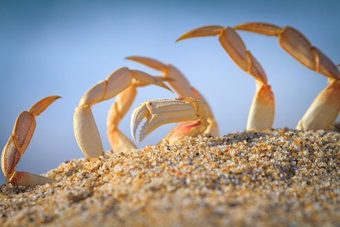 Dungeness crabs litter beaches of the Monterey Bay soaking up some rays and cooling off in the surf. 