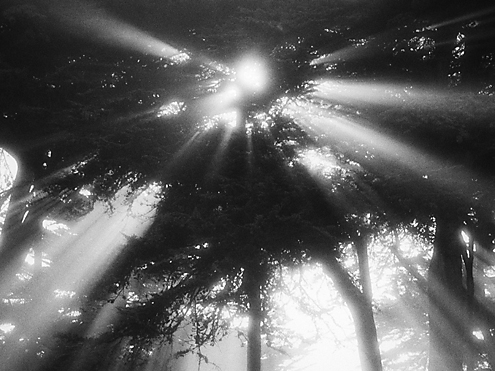 Ocean fog and mist burn off by the heat of the rising sun through coastal cypress trees. 