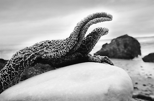I wasn’t seeing any great landscape shots on this gray autumn day so I got down on my stomach and looked around from there. A little wide angle distortion with a +3 close-up filter made the legs of this starfish look like the heads of dinosaurs. Limited Edition of 3 SOLD OUT. 
