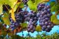 Bunches of wet ripe Pinot Noir grapes on the vine.