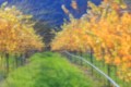 Painterly looking photo of an autumn vineyard.
