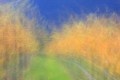Painterly looking abstract photo of an autumn vineyard.