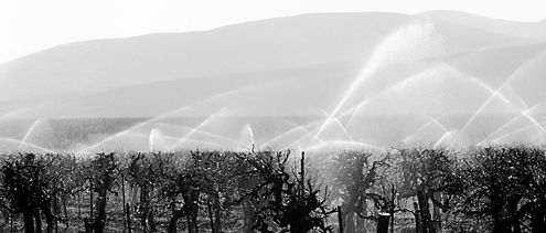 One of the first vineyard photos I ever took while on my way to photograph the Sierras. The backlit white fans of water set atop a perfectly cut horizon line of pruned grapevines against layers of hills and mountains at the edge of the California Central Valley caught my attention after I just missed the crop duster zooming by overhead. 